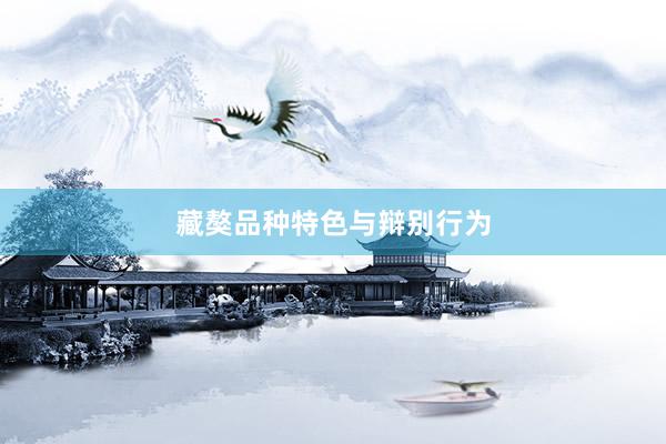 藏獒品种特色与辩别行为